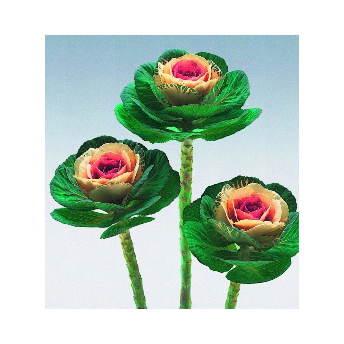 Okrasné zelí Crane bicolor F1 - Brassica oleracea - osivo okrasného zelí - 20 ks