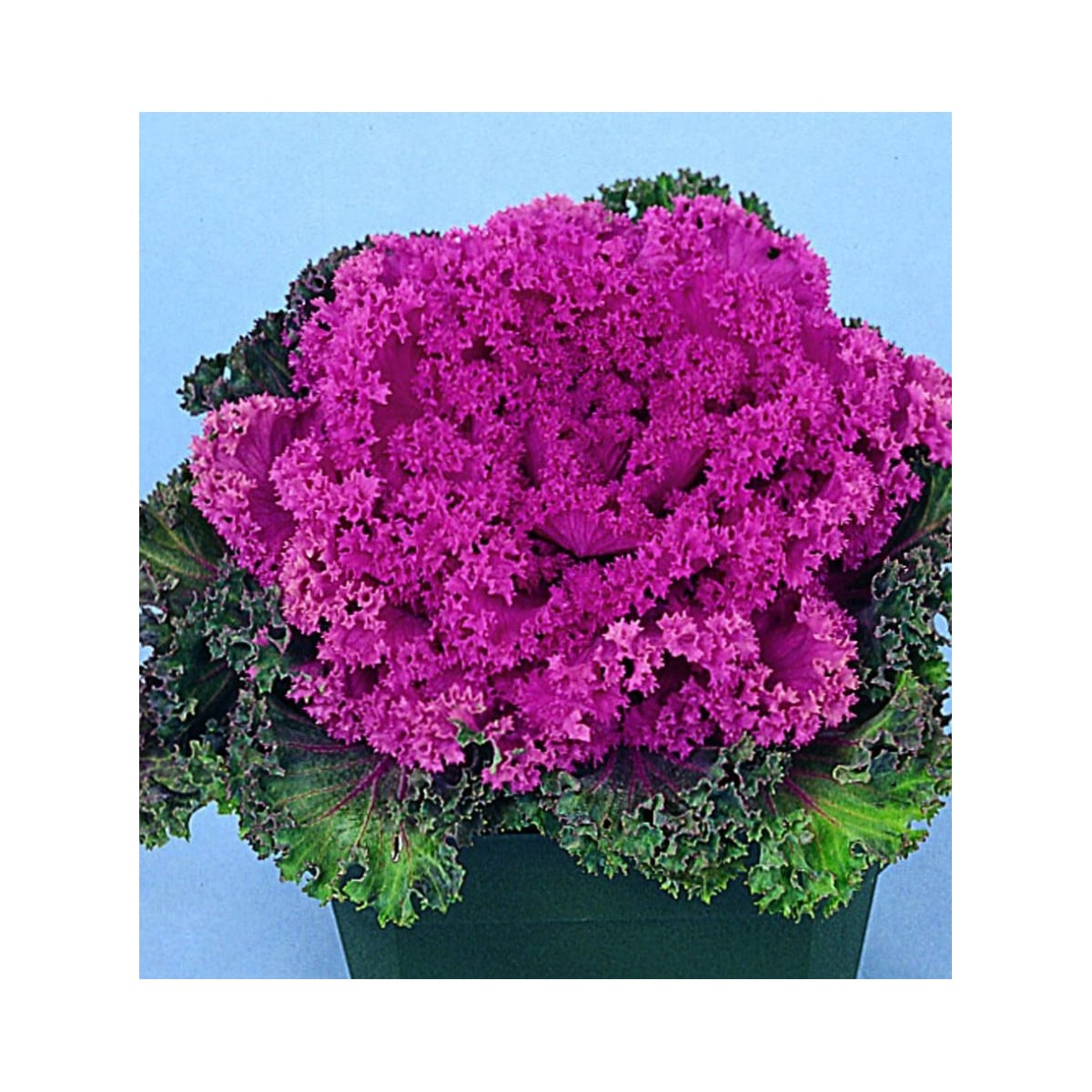 Okrasné zelí růžové Nagoya F1 - Brassica oleracea - osivo okrasného zelí - 20 ks