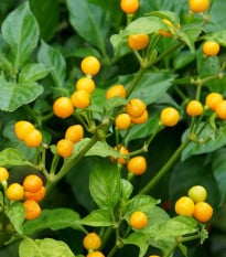 Chilli Aji Charapita Yellow - Capsicum chinense - osivo chilli - 7 ks
