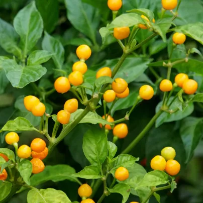 Chilli Aji Charapita Yellow - Capsicum chinense - osivo chilli - 7 ks