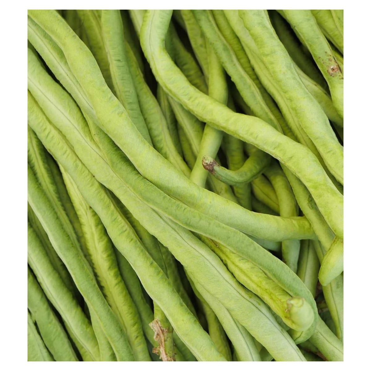 Vigna čínská Metro - Vigna sinensis - osivo - 40 ks