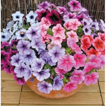 Petúnie Superbissima směs - Petunia nana compacta - osivo petúnie - 20 ks