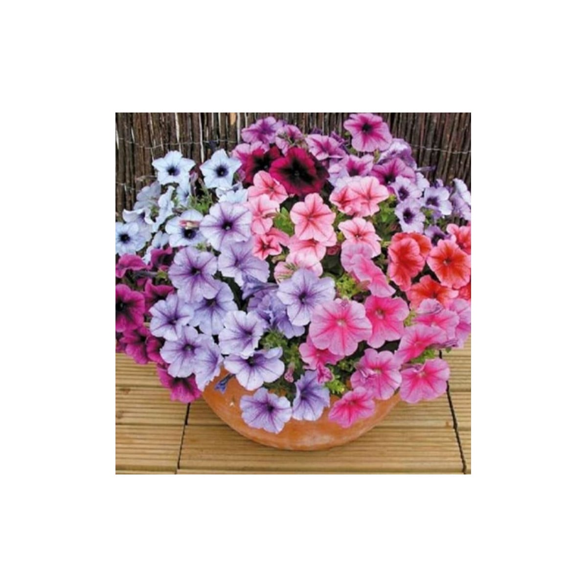 Petúnie Superbissima směs - Petunia nana compacta - osivo petúnie - 20 ks