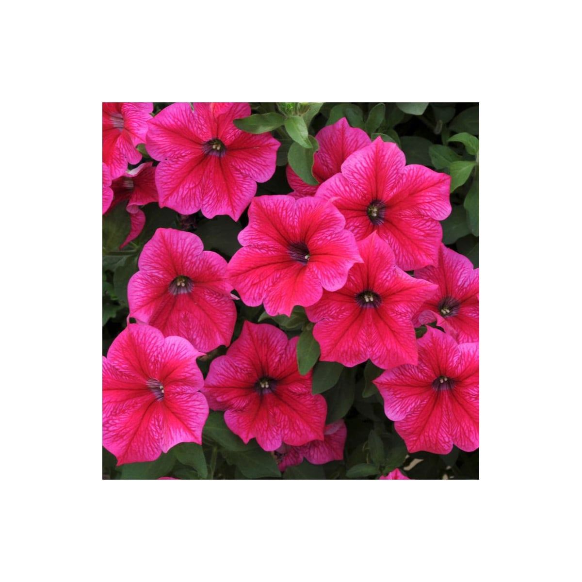 Petúnie Rose of Heavens - Petunia nana compacta - osivo petúnie - 20 ks