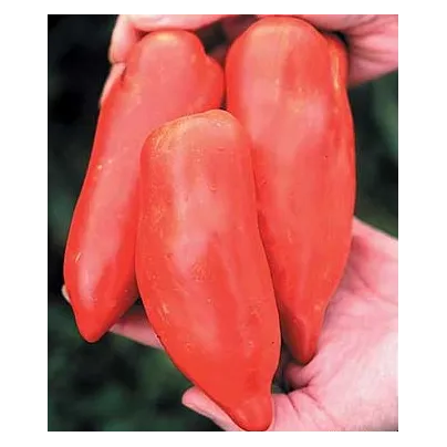 Rajče Howard - Solanum lycopersicum - osivo rajčata - 7 ks