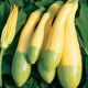 Cuketa Zephyr F1 - Cucurbita pepo - osivo cukety - 6 ks