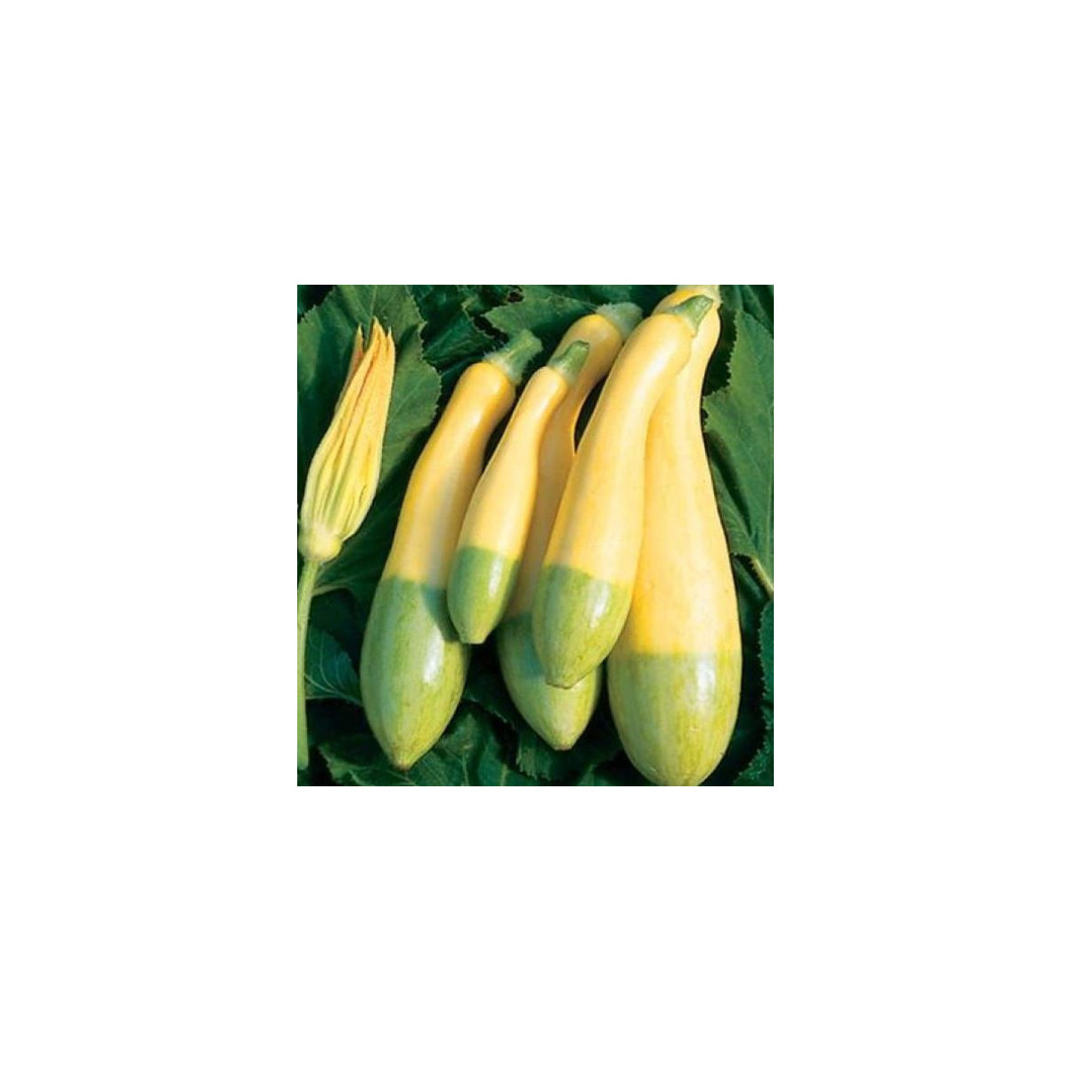 Cuketa Zephyr F1 - Cucurbita pepo - osivo cukety - 6 ks