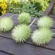 Okurka okrasná - Cucumis hirsutus - osivo okurky - 6 ks