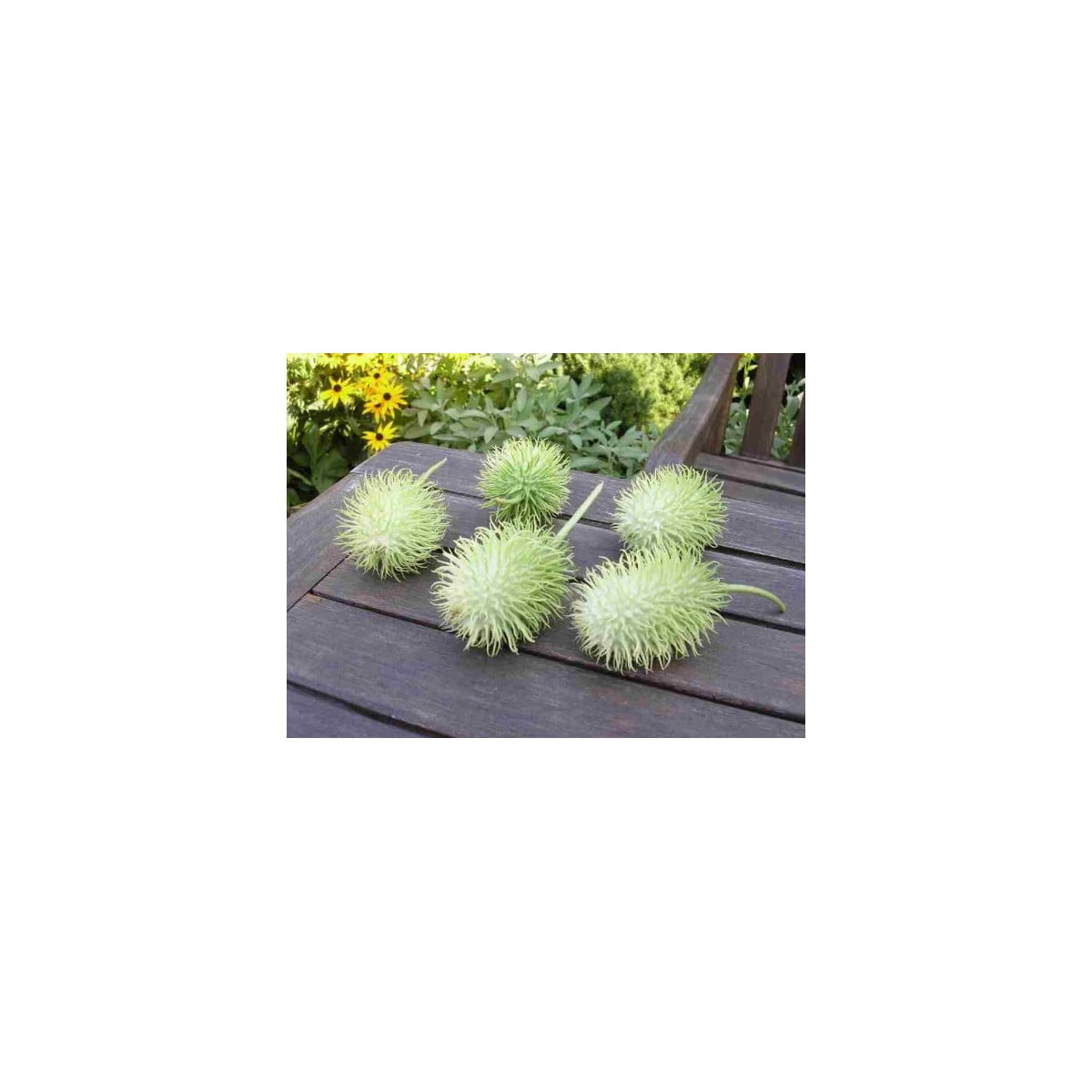 Okurka okrasná - Cucumis hirsutus - osivo okurky - 6 ks