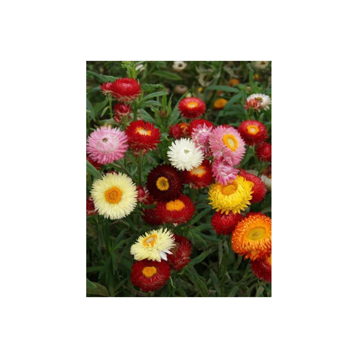 Slaměnka směs k sušení - Helichrysum bracteatum - osivo slaměnky - 350 ks