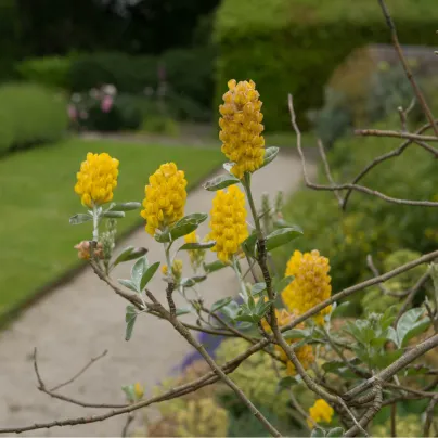Stříbrocist Batandierův - Pineapple broom - Argyrocytisus battandieri - osivo stříbrocistu - 6 ks