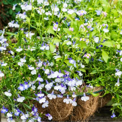 Lobelka nadmutá - Lobelia inflata - osivo lobelky - 25 ks