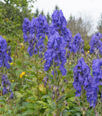 Oměj horský Šalamounek - Aconitum napellus - osivo oměje - 8 ks
