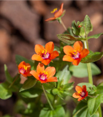 Drchnička rolní - Anagallis arvensis - osivo drchničky - 20 ks