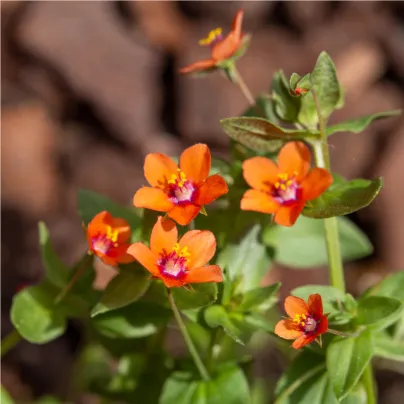 Drchnička rolní - Anagallis arvensis - osivo drchničky - 20 ks