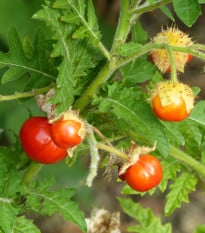 Rajče Liči - Solanum sisymbrifolium - osivo rajčat - 6 ks