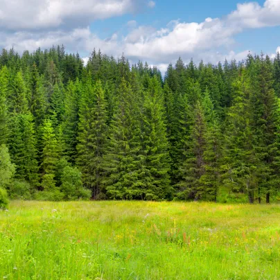 Smrk ztepilý - Picea abies - osivo smrku - 8 ks