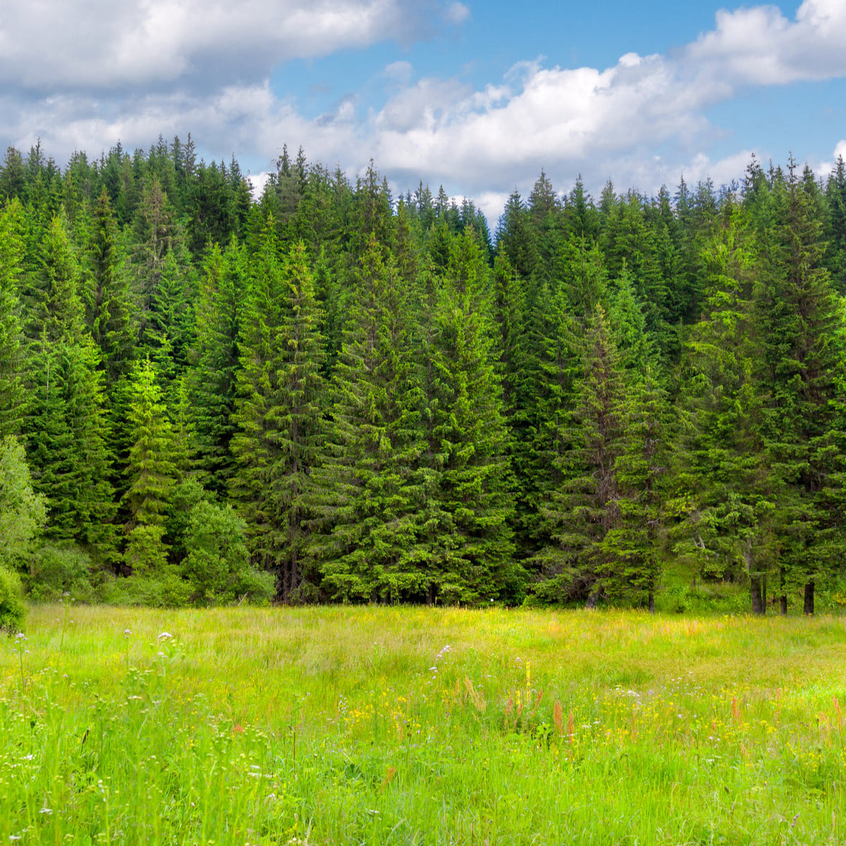 Smrk ztepilý - Picea abies - osivo smrku - 8 ks