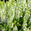 Šalvěj Victoria White - Salvia farinacea - osivo šalvěje - 12 ks