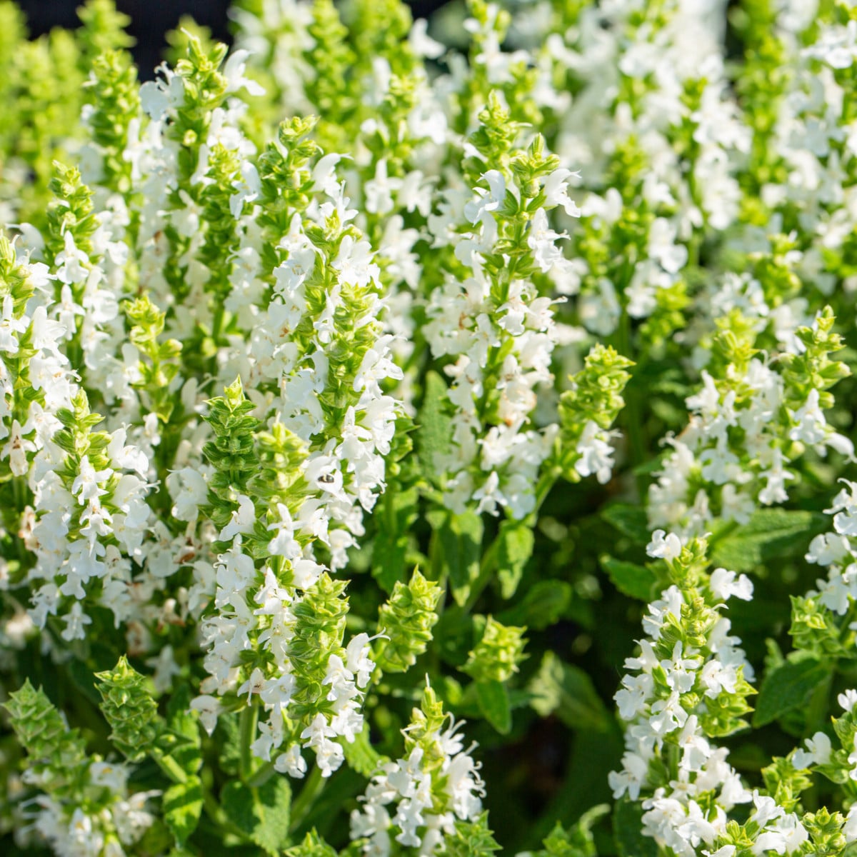Šalvěj Victoria White - Salvia farinacea - osivo šalvěje - 12 ks