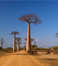 Baobab grandidieri - Adansonia grandidieri - osivo baobabu - 2 ks