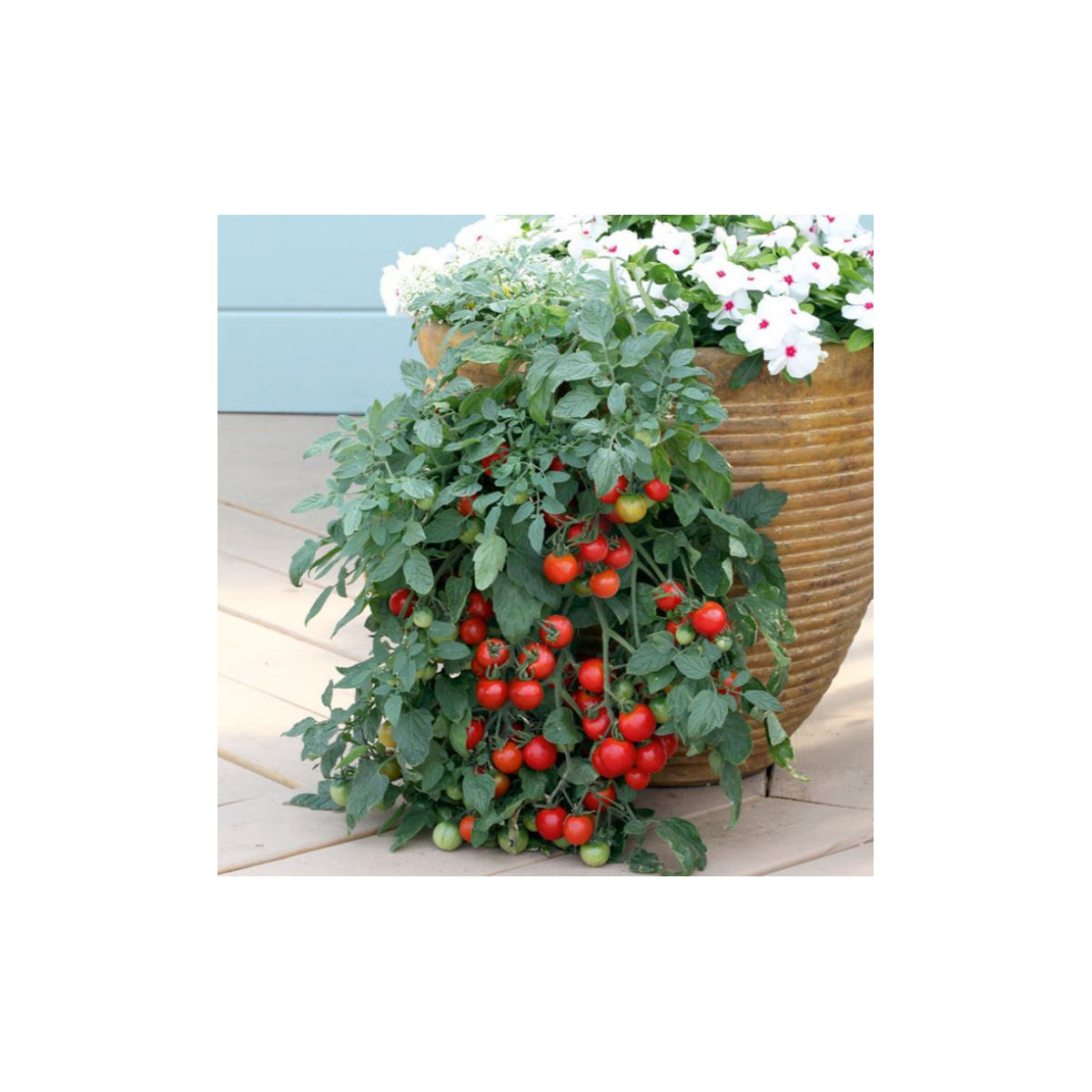 Rajče cherry Tumbler - Solanum lycopersicum - osivo rajčat - 6 ks