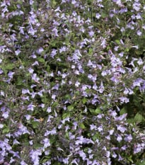 Marulka lékařská - Calamintha nepeta - osivo saturejky - 300 ks