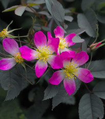 Růže sivá - Rosa glauca - osivo růže - 5 ks