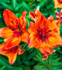 Lilie cibulkonosná - Lilium bubliferum - osivo lilie - 5 ks