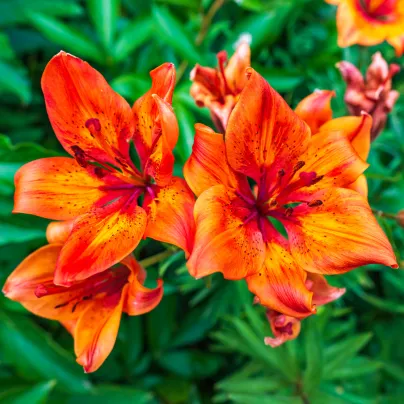 Lilie cibulkonosná - Lilium bubliferum - osivo lilie - 5 ks