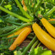BIO Cuketa Gold Rush - Cucurbita pepo - bio osivo cukety - 7 ks