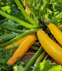BIO Cuketa Gold Rush - Cucurbita pepo - bio osivo cukety - 7 ks