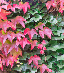 Přísavník trojcípý - Parthenocissus tricuspidata - osivo přísavníku - 7 ks