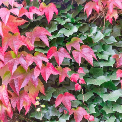 Přísavník trojcípý - Parthenocissus tricuspidata - osivo přísavníku - 7 ks