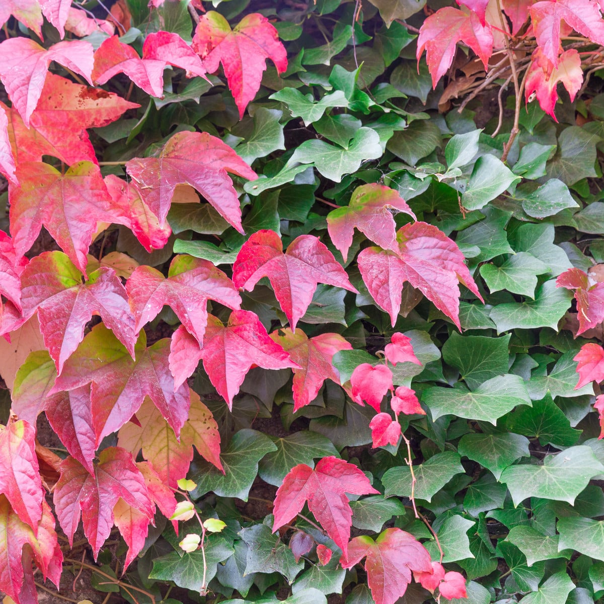 Přísavník trojcípý - Parthenocissus tricuspidata - osivo přísavníku - 7 ks