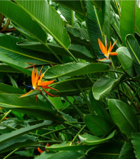 Strelície natalská - Strelitzia nicolai - osivo strelície - 2 ks