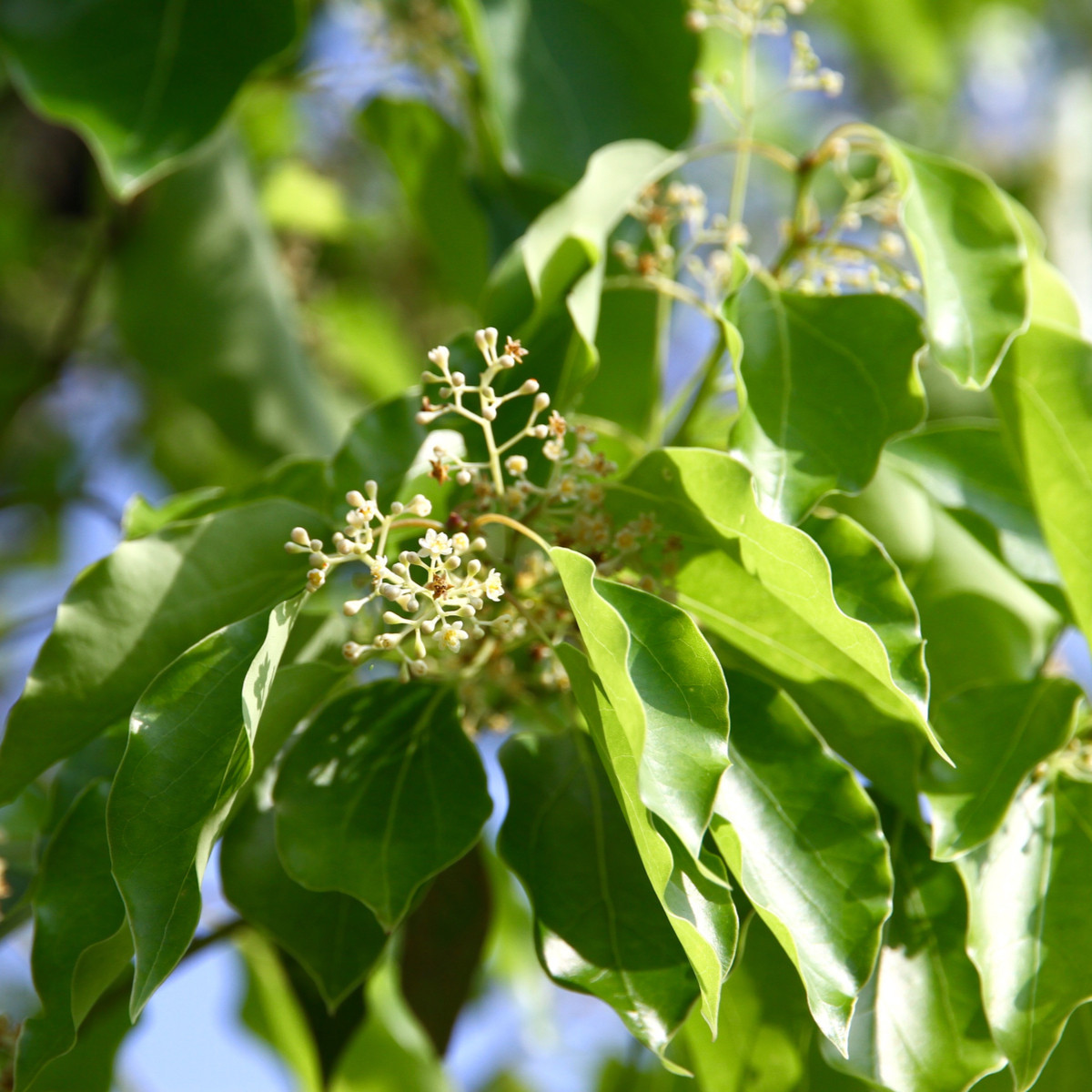 Kafrovník lékařský - Skořicovník kafrovník - Cinnamomum camphora - osivo kafrovníku - 6 ks