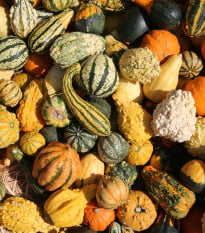 Tykev okrasná - Autumn Wings - Cucurbita pepo - 5 ks