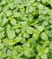 Šanta kočičí citrónová - Nepeta cataria var. citriodora - osivo šanty - 15 ks
