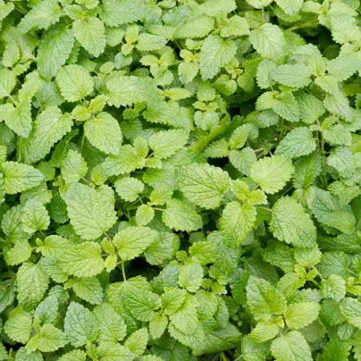Šanta kočičí citrónová - Nepeta cataria var. citriodora - osivo šanty - 15 ks