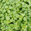 Šanta kočičí citrónová - Nepeta cataria var. citriodora - osivo šanty - 15 ks