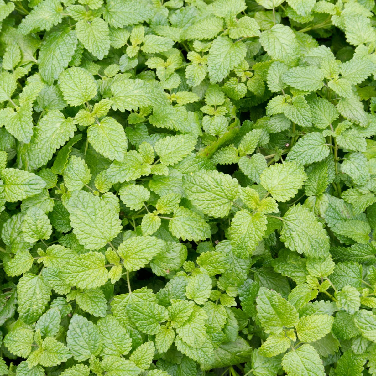 Šanta kočičí citrónová - Nepeta cataria var. citriodora - osivo šanty - 15 ks