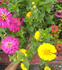 Ostálka lepá vysoká směs - Zinnia elegans - osivo ostálky - 50 ks