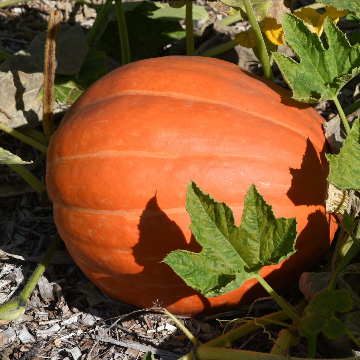 Tykev Golden Delicious - Cucurbita maxima - osivo tykve - 5 ks