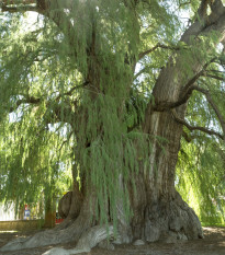 Tisovec mexický - Taxodium huegelii - osivo tisovce - 5 ks