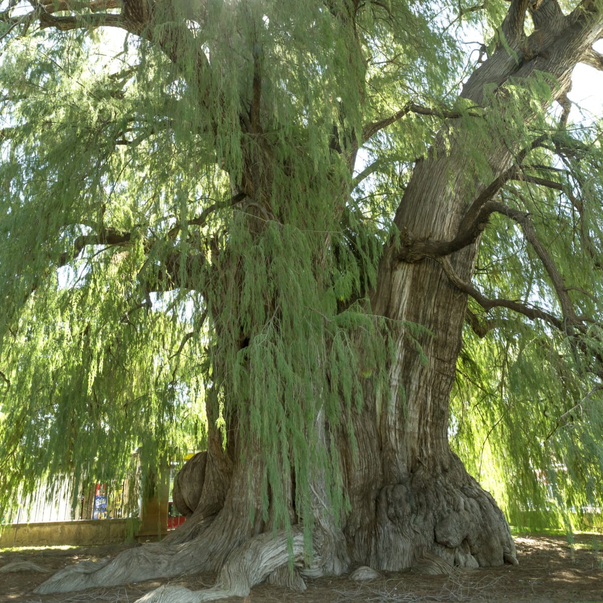 Tisovec mexický - Taxodium huegelii - osivo tisovce - 5 ks