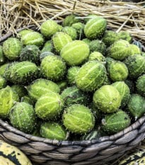 Okurka angreštová - Cucumis myriocarpus - osivo okurky -  6 ks