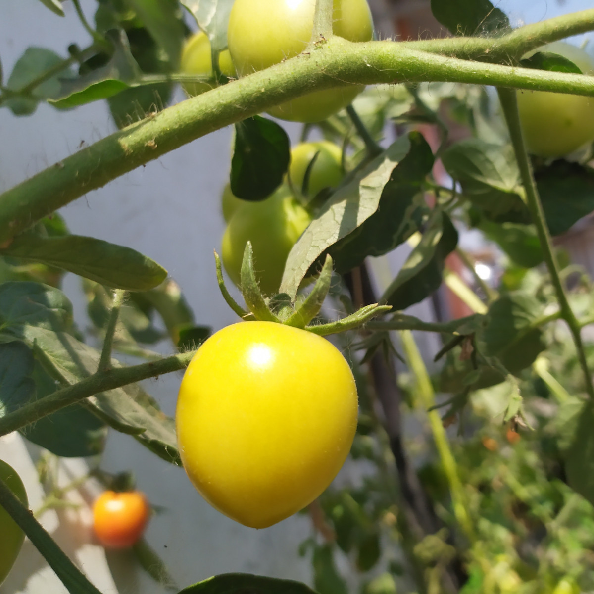 Rajče Lemon Plum - Solanum lycopersicum - osivo rajčat - 6 ks