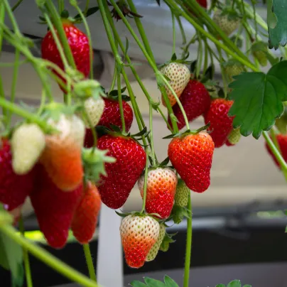 Jahodník velkoplodý Temptation  - Fragaria ananassa - prodej semen jahodníku - 10 ks