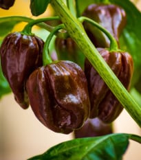 Paprika Babybell Chocolate - Capsicum annuum - osivo papriky - 8 ks